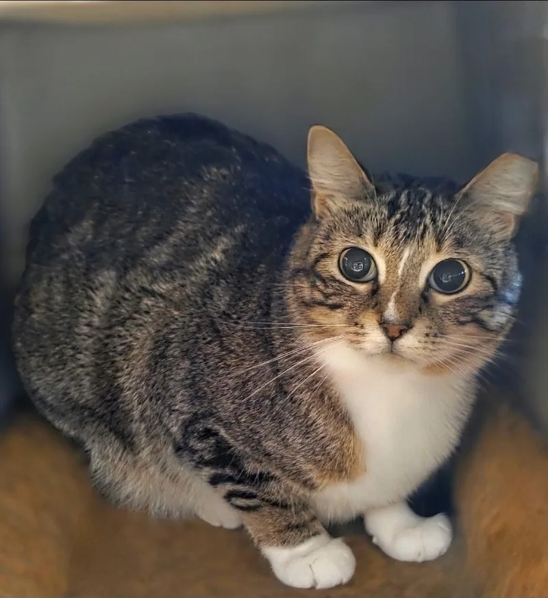 An adult medium-sized female Tabby (Brown / Chocolate) Domestic Short Hair cat named Sushi for adoption in Lincoln, NE