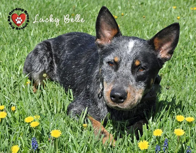 Lucky Belle thumbnail 2