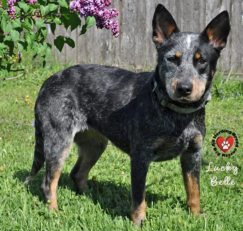 A young medium-sized female Gray / Blue / Silver Australian Cattle Dog / Blue Heeler dog named Lucky Belle for adoption in Joliet, IL