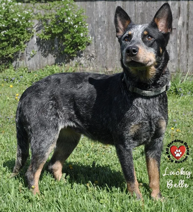 Lucky Belle thumbnail 3