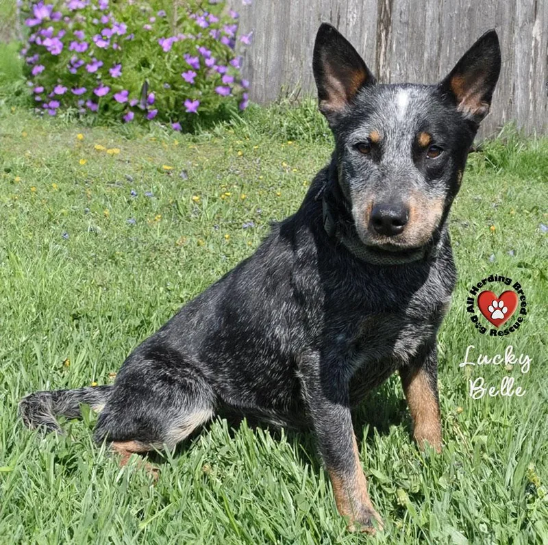 Lucky Belle thumbnail 4