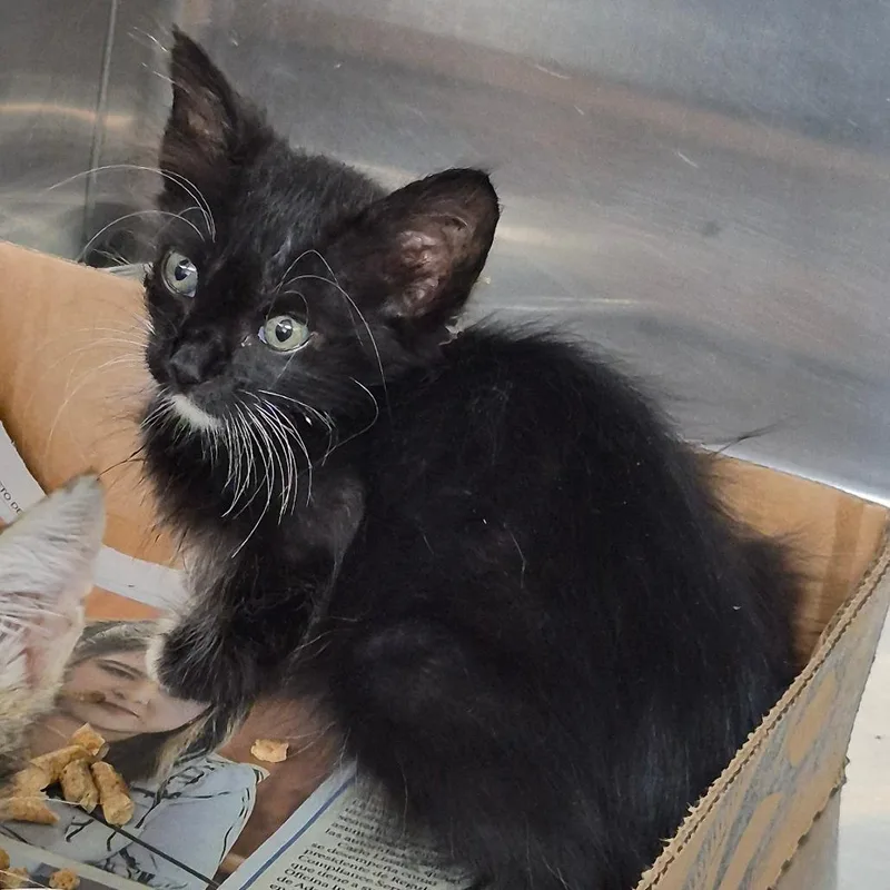 A baby small-sized female Domestic Medium Hair cat named Christy for adoption in Vieques, PR