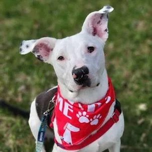 A young medium-sized male White / Cream Great Dane dog named Chico for adoption in South Elgin, IL