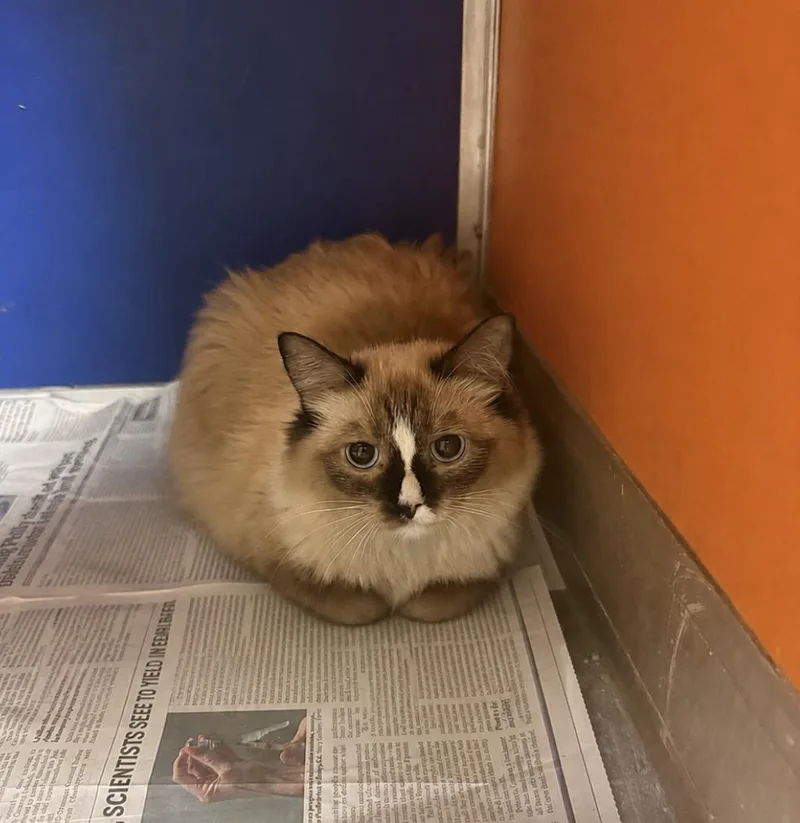 An adult medium-sized female Ragdoll cat named Sister for adoption in Philadelphia, PA