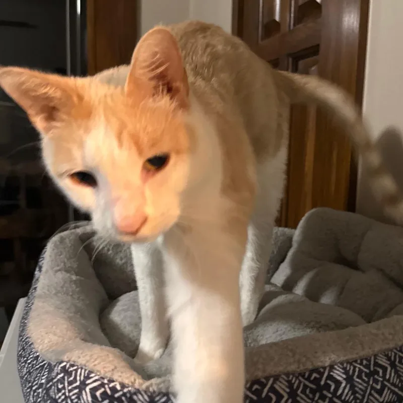 A young small-sized male Orange / Red Domestic Short Hair cat named Gordo for adoption in Garfield, AR