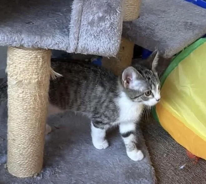 A young medium-sized female Gray / Blue / Silver Domestic Medium Hair cat named Berlise for adoption in Grand Rapids, MI