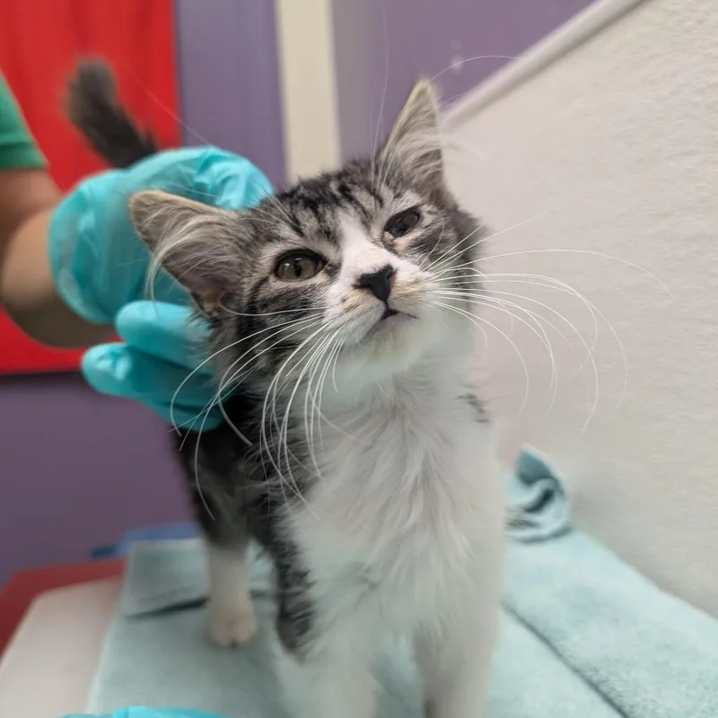 A baby small-sized female Gray / Blue / Silver Domestic Short Hair cat named Supra for adoption in Albuquerque, NM