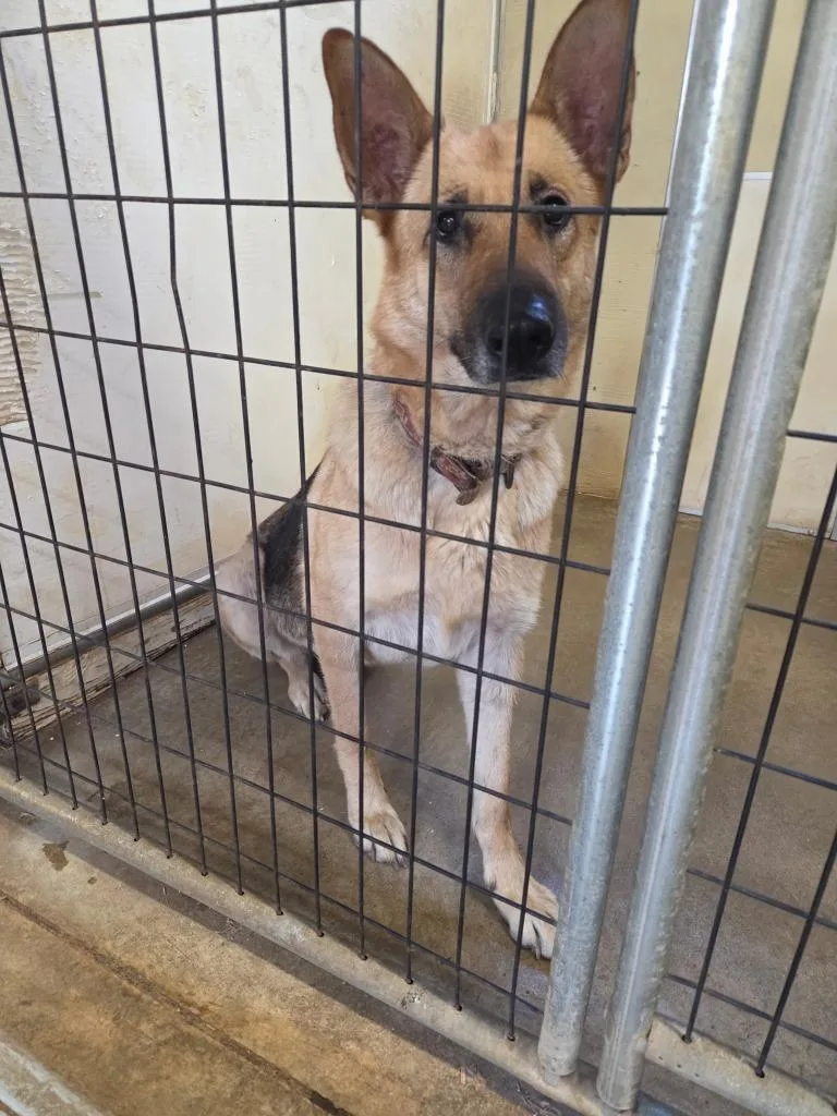An adult large-sized female German Shepherd Dog dog named River for adoption in Macon, GA