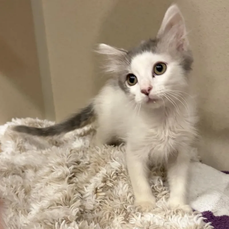 A baby small-sized male White Domestic Medium Hair cat named Clark for adoption in San Antonio, TX