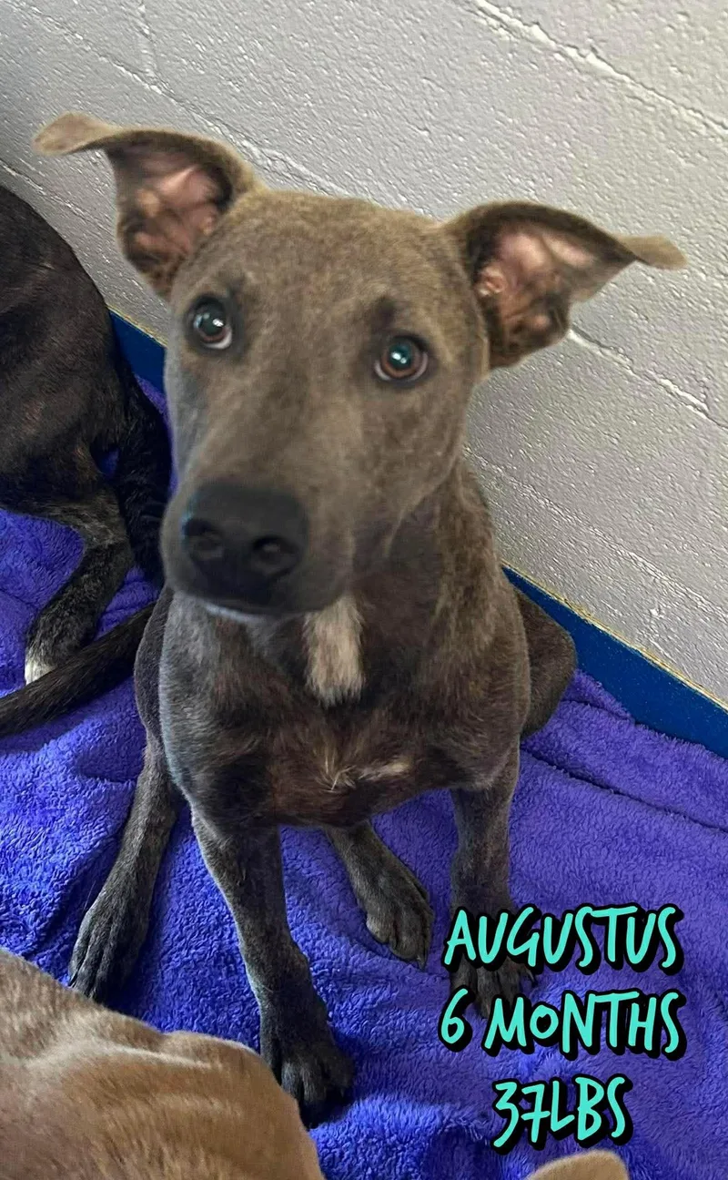 A baby medium-sized male Mixed Breed dog named Augustus for adoption in Holbrook, NY