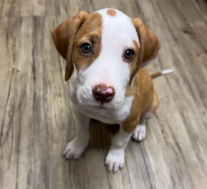 A baby medium-sized male Coonhound dog named Copper for adoption in West Des Moines, IA