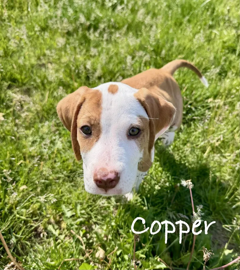 Copper thumbnail 3