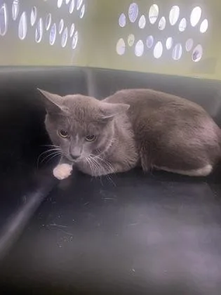 A young medium-sized male Domestic Short Hair cat named Stan for adoption in Gainesville, FL