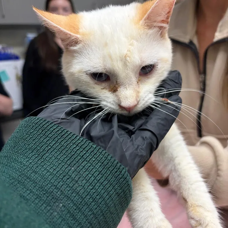A young small-sized male Domestic Short Hair cat named Klondike for adoption in Red House, WV