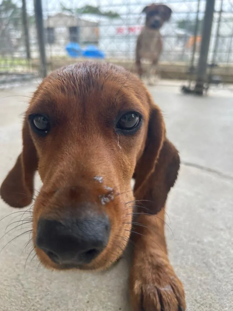 A baby medium-sized female Hound dog named Love Lee Puppy for adoption in Morgantown, KY