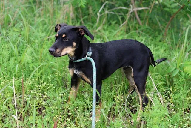 A young medium-sized male Tricolor (Brown, Black, & White) Miniature Pinscher dog named River for adoption in Nocona, TX