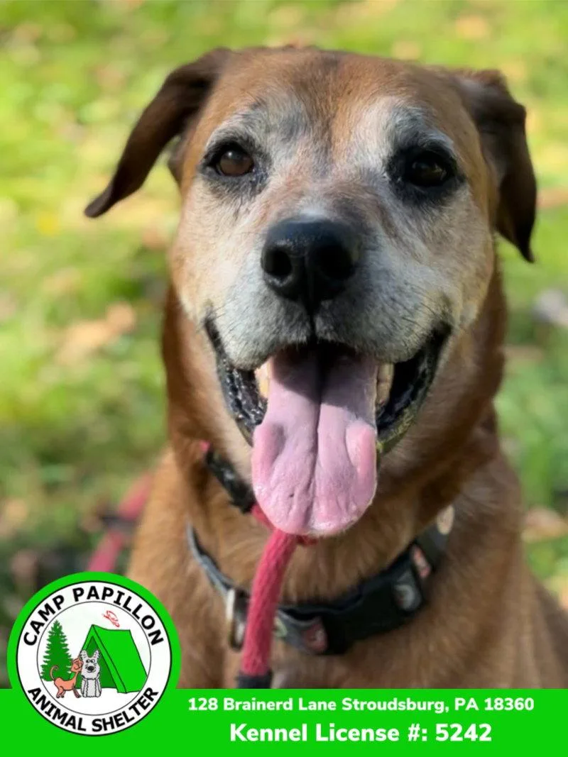 An adult large-sized male Hound dog named Sonny for adoption in Stroudsburg, PA