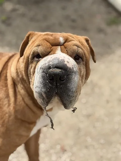 Cookie
