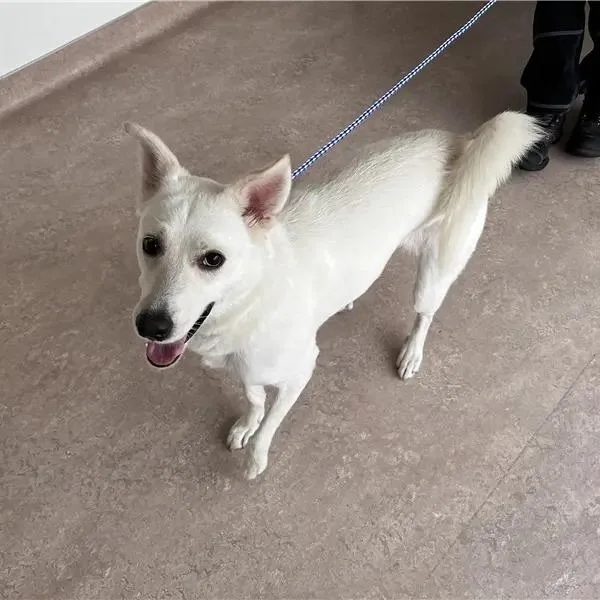 An adult medium-sized female White / Cream Terrier dog named Banana for adoption in Saint Louis, MO