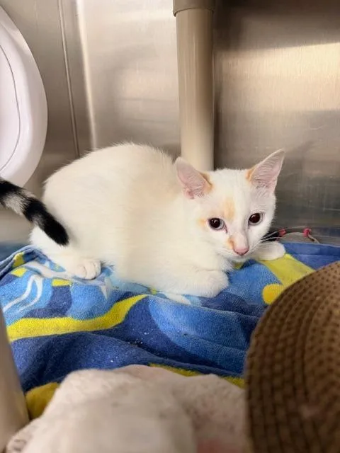 A baby medium-sized male Domestic Short Hair cat named Vincent for adoption in Madison, GA