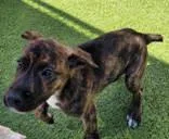 A baby medium-sized male Brindle Boxer dog named Bear for adoption in Commerce, TX