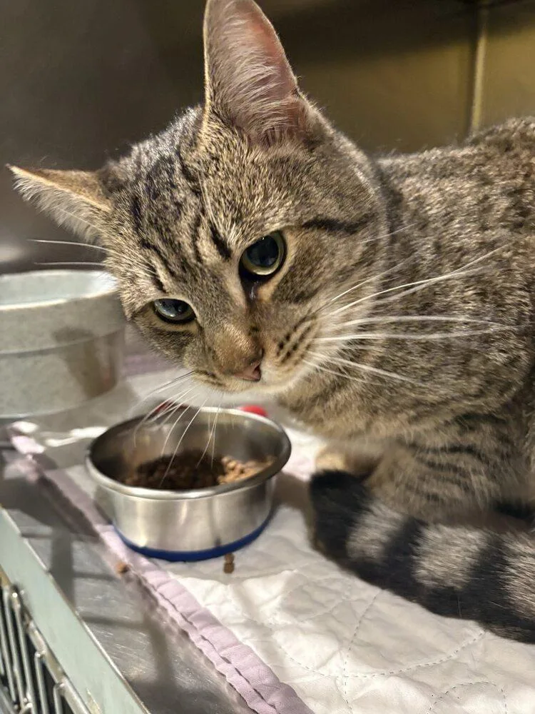 Mr Johnson thumbnail 2