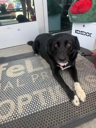 An adult medium-sized female Mixed Breed dog named Jasmine for adoption in Chamblee, GA