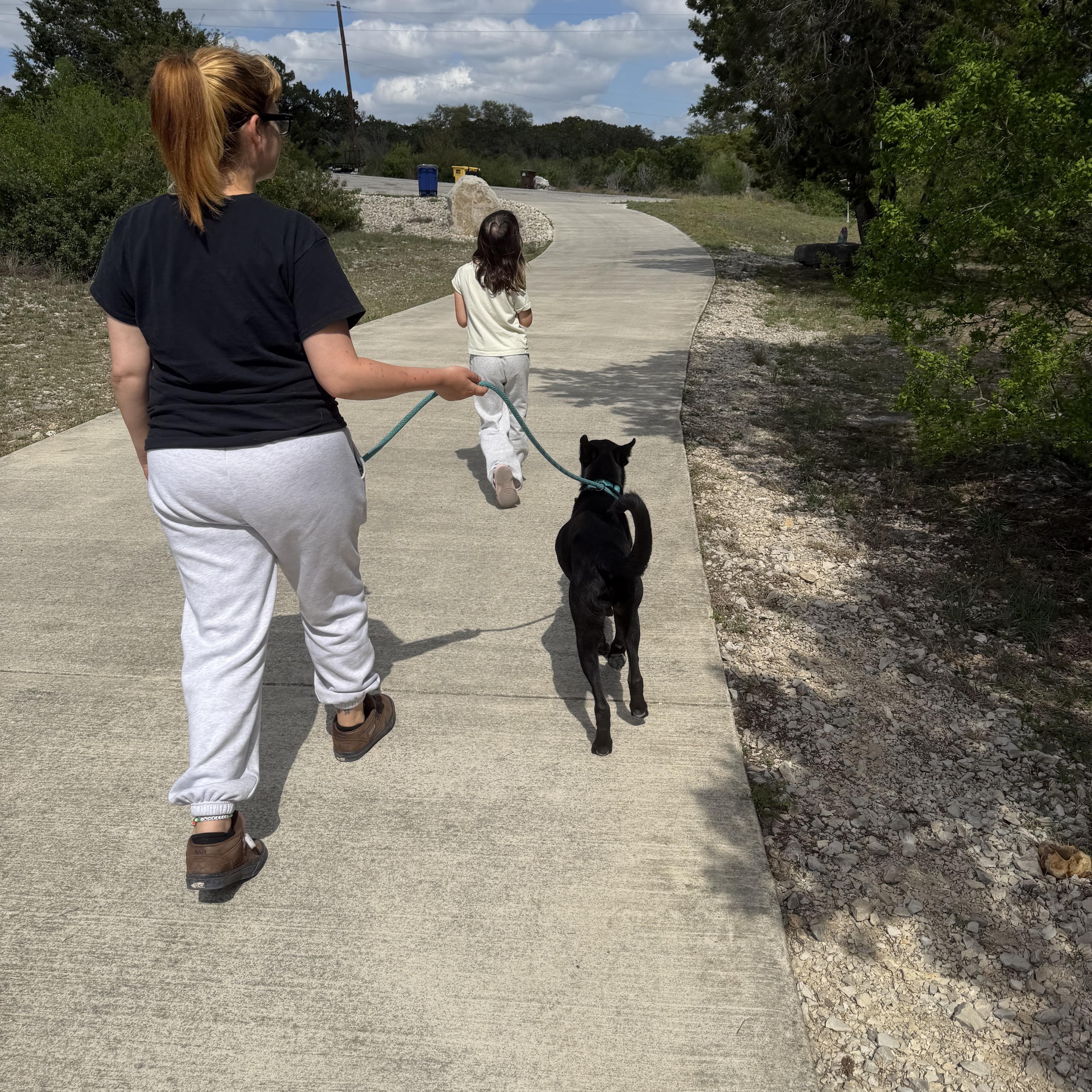 A young medium-sized male Black Belgian Shepherd / Malinois dog named Ned for adoption in Mico, TX