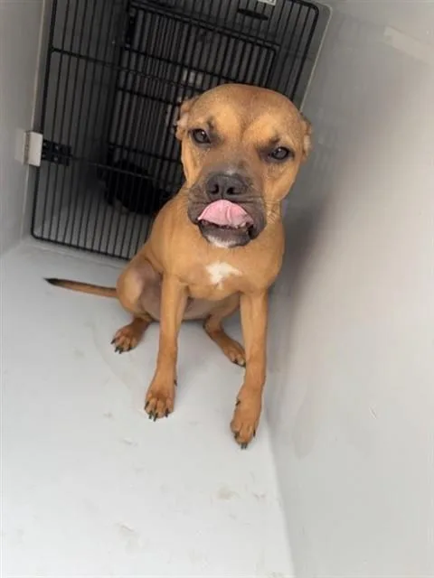 A young small-sized female Boxer dog named Munchie for adoption in Houston, TX
