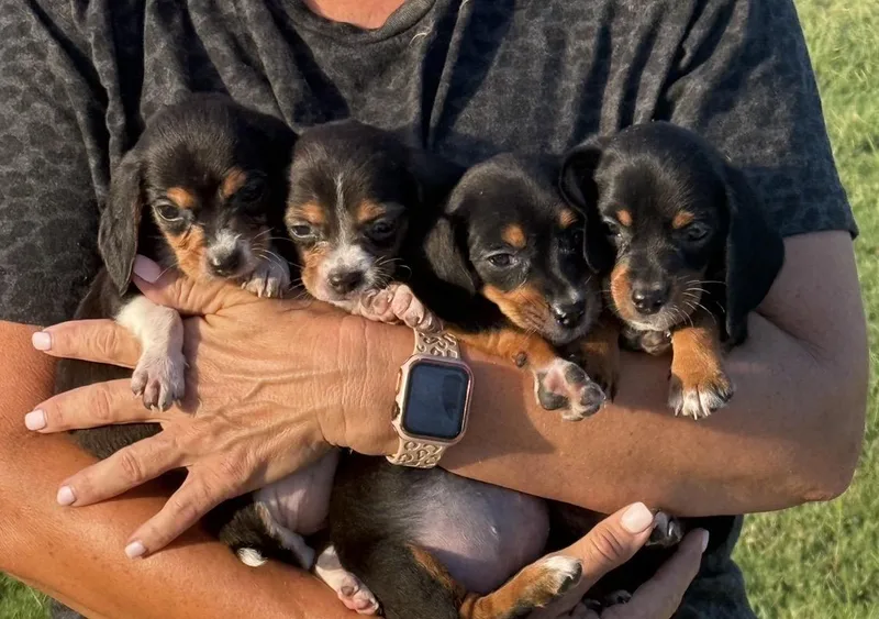 A baby small-sized female Beagle dog named Adelaide for adoption in Cordova, TN