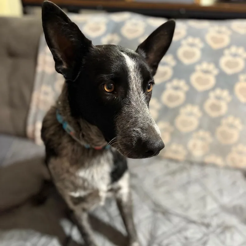 Bullwinkle thumbnail 2