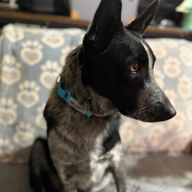 Bullwinkle thumbnail 4