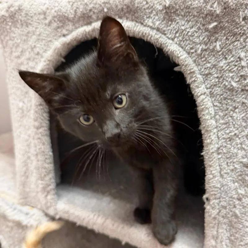 A baby small-sized male Domestic Short Hair cat named Mocha for adoption in Middlebury, VT