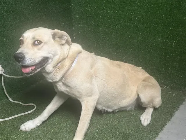 An adult large-sized female Labrador Retriever dog named Dandelion for adoption in Lancaster, CA