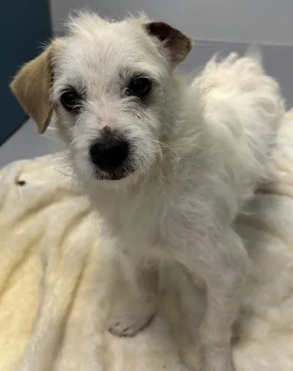 An adult medium-sized male Terrier dog named Randolph for adoption in Cumming, GA