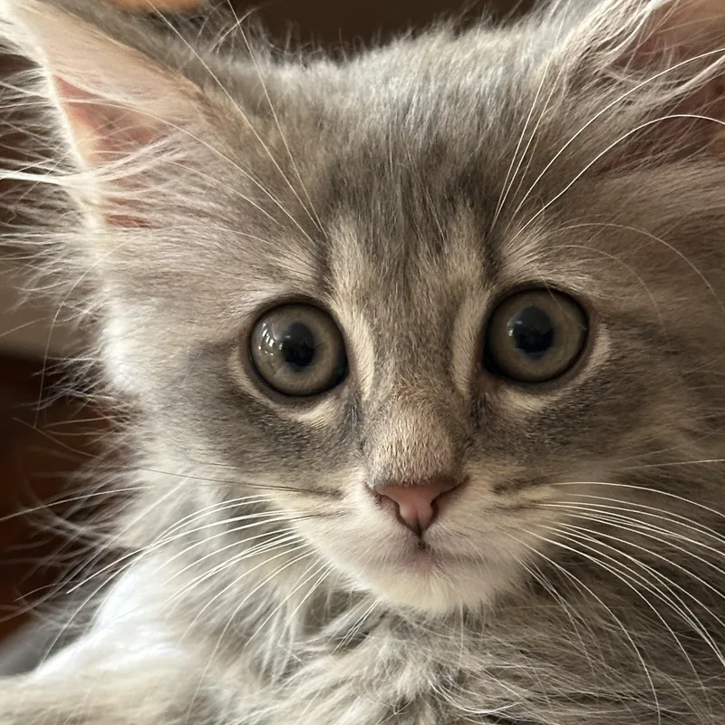 A baby medium-sized female Tabby (Gray / Blue / Silver) Domestic Medium Hair cat named Marigold for adoption in Beltsville, MD