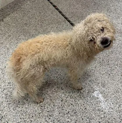 An adult small-sized male White / Cream Miniature Poodle dog named Chowder for adoption in Kansas City, MO