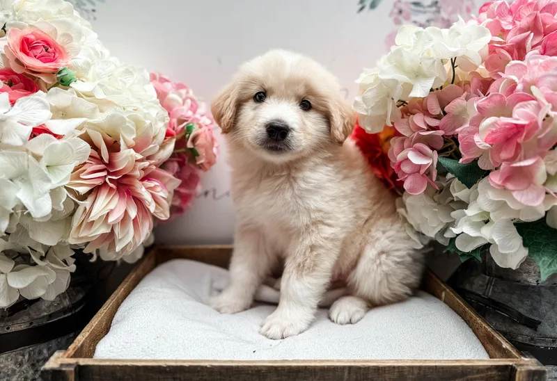 A baby medium-sized male White / Cream Labrador Retriever dog named Robby for adoption in Newberg, OR