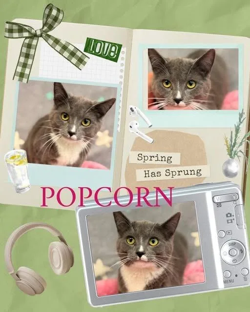 A baby medium-sized female Domestic Medium Hair cat named Popcorn for adoption in Rensselaer, IN