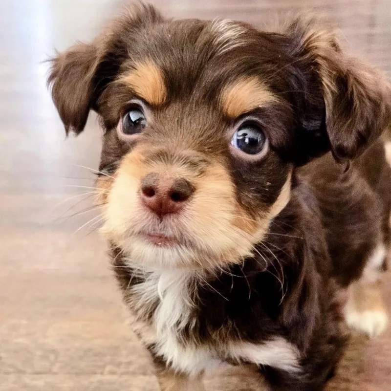 A baby small-sized female Brown / Chocolate Cockapoo dog named Andi for adoption in Warrior, AL