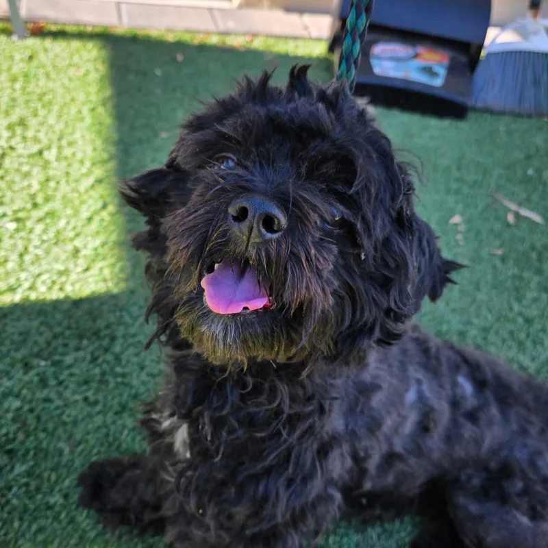 A young medium-sized male Black Poodle dog named Declan for adoption in Phoenix, AZ