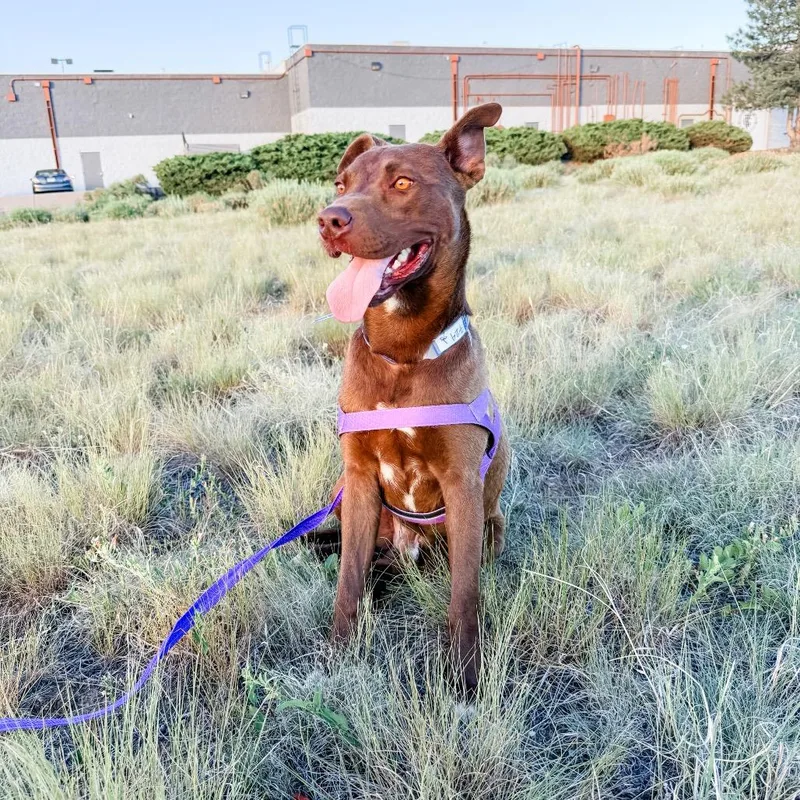 An adult medium-sized male Chocolate Labrador Retriever dog named Moose for adoption in Parker, CO