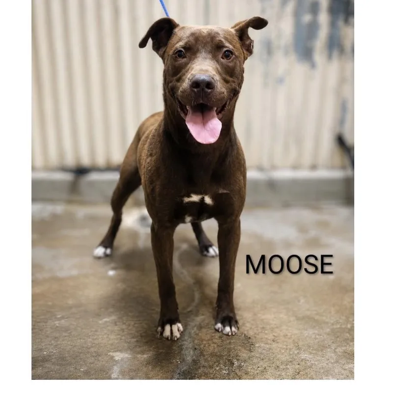 Moose thumbnail 3