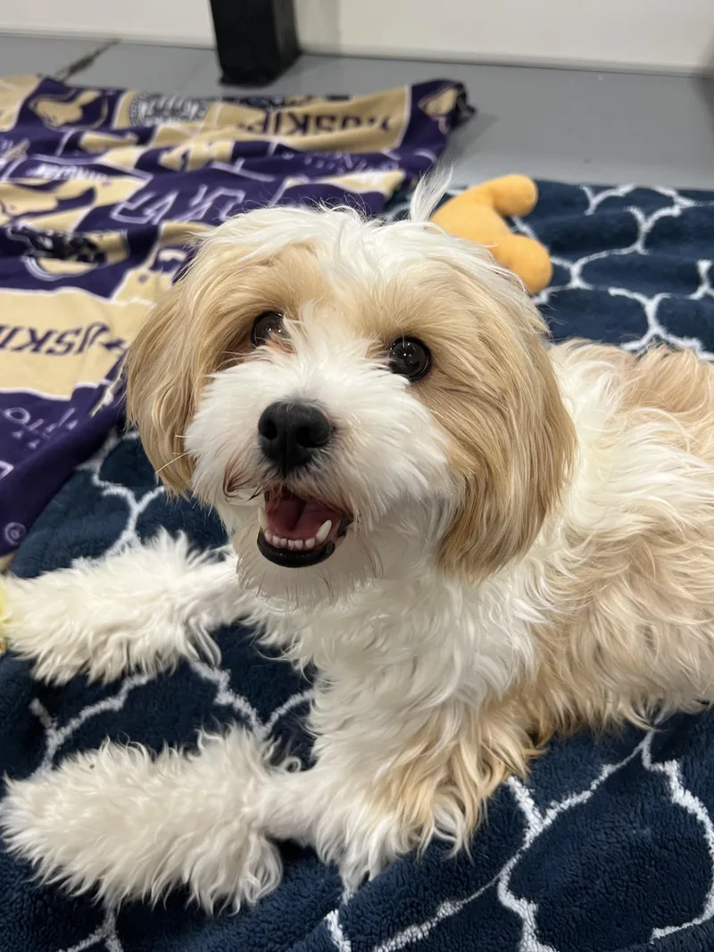 Daisy