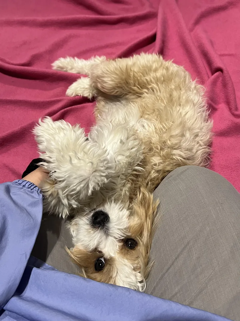 Daisy thumbnail 2