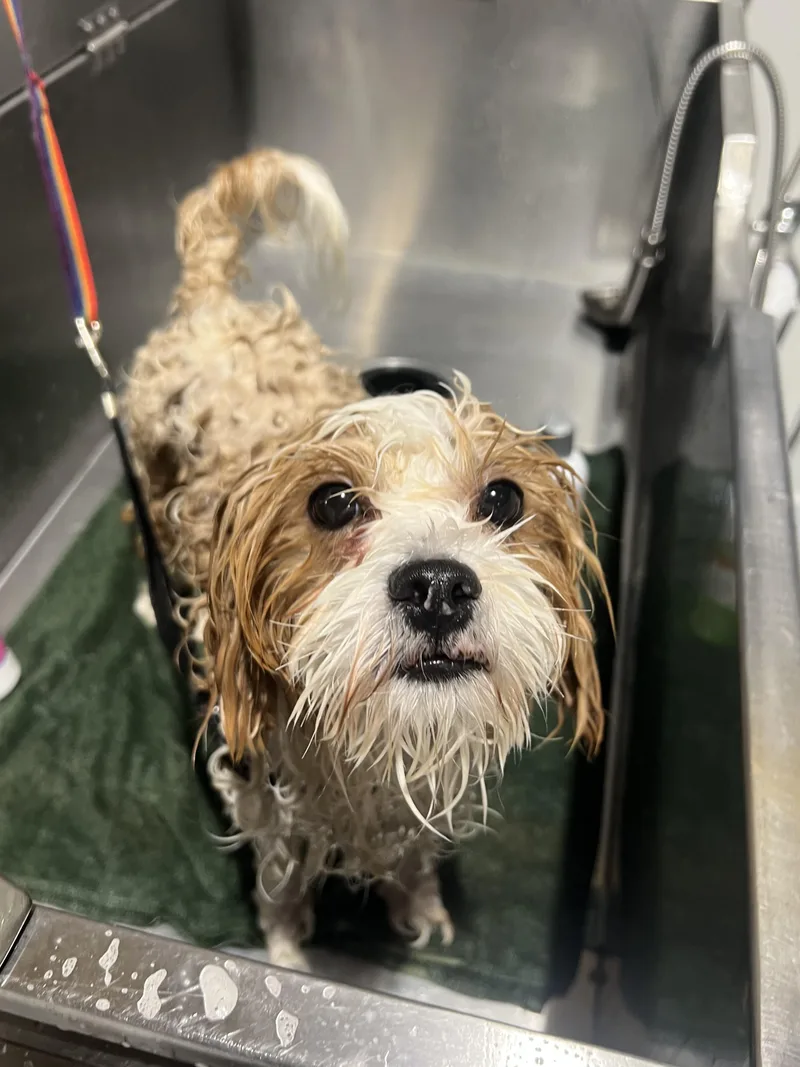 Daisy thumbnail 4