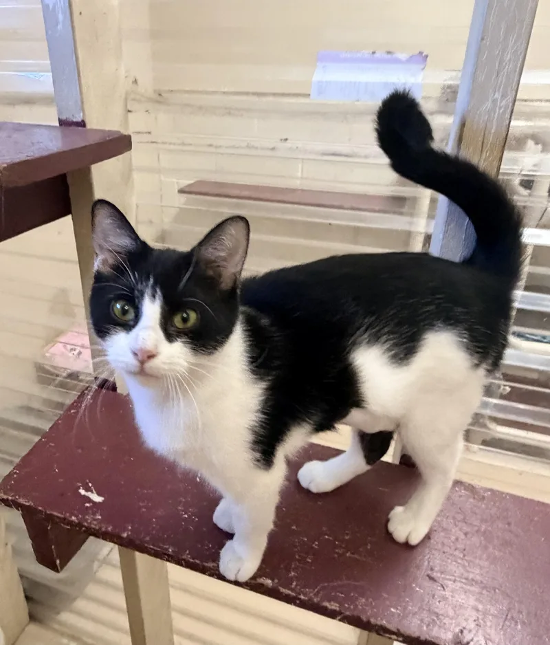 An adult medium-sized female Black & White / Tuxedo Domestic Short Hair cat named Marcie for adoption in Logan, OH