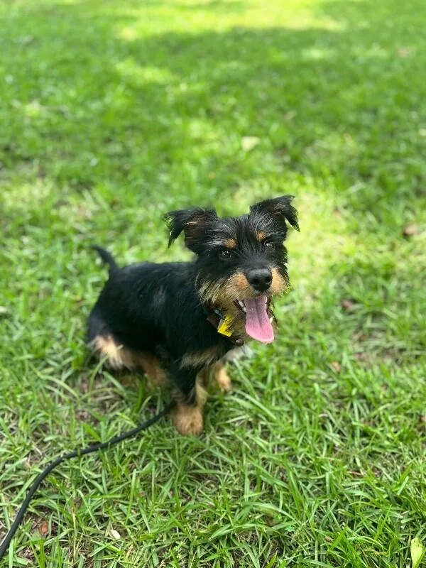 A young small-sized male Yellow / Tan / Blond / Fawn Wirehaired Dachshund dog named Sheldon for adoption in Aiken, SC