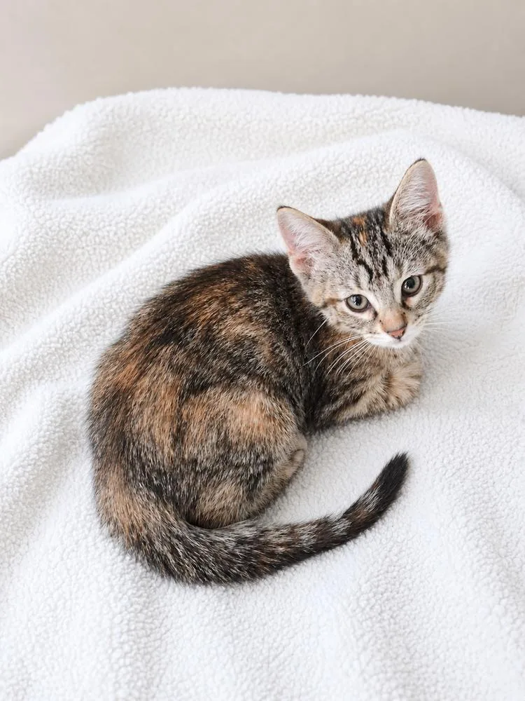 A baby small-sized female Tabby cat named Gold Cone for adoption in Homer Glen, IL