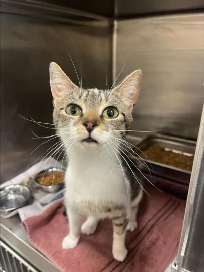An adult small-sized female Domestic Short Hair cat named Cindy for adoption in Hagerstown, MD